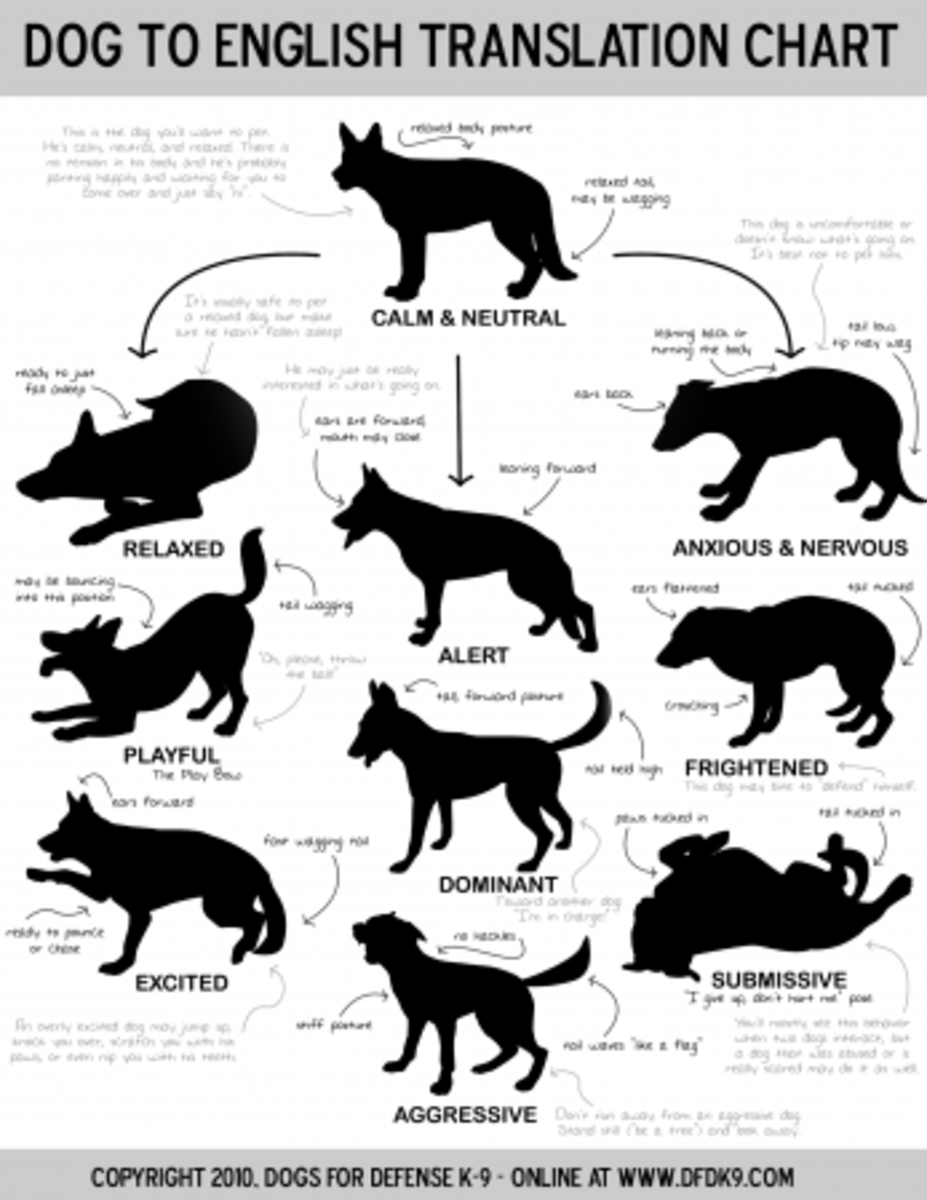 Thank you to Chris for an amazing reference guide to Canine Body Language.