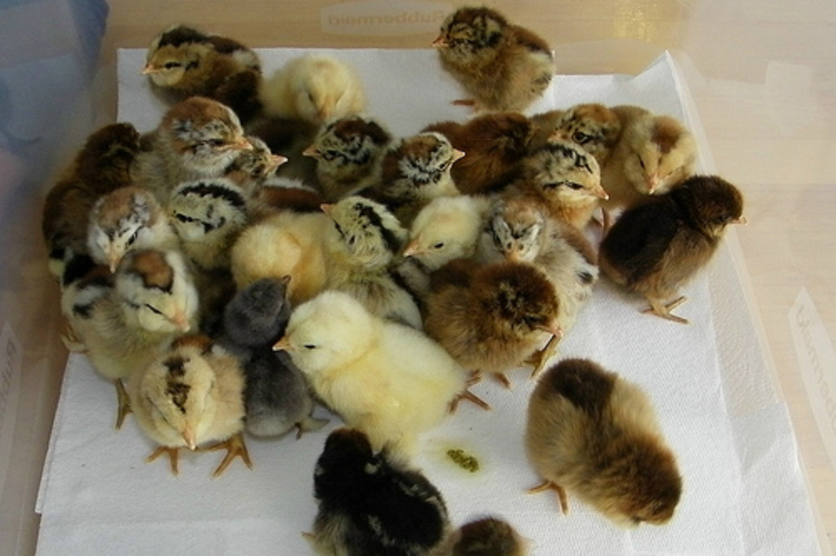 Newly Arrived Baby Chicks