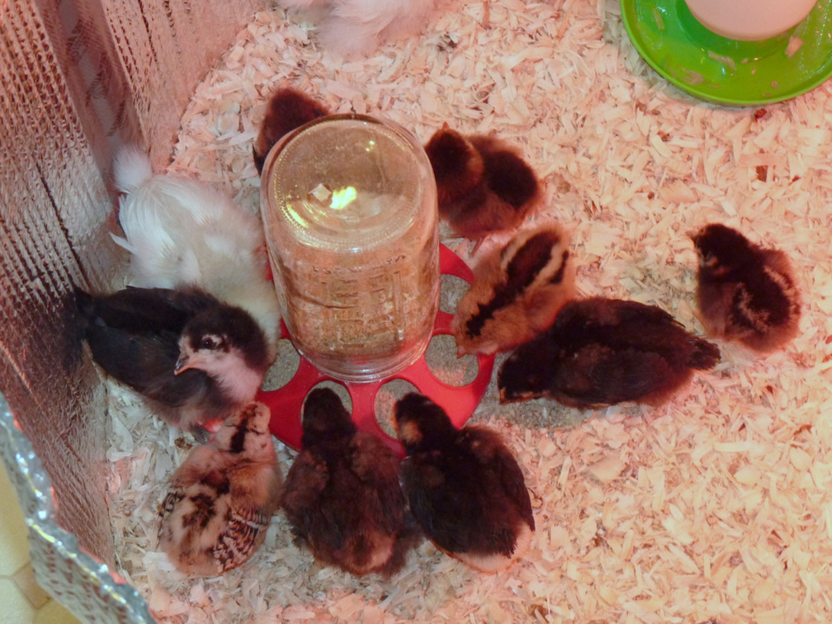 Chicks Feeding