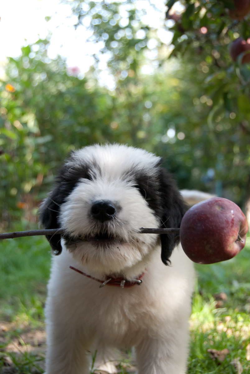 how do you teach an old dog to play fetch