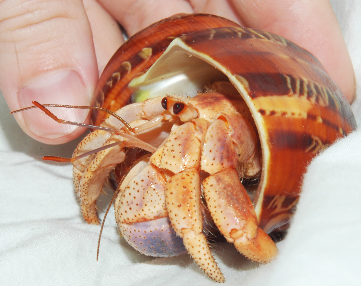 what-to-do-when-your-hermit-crab-is-molting