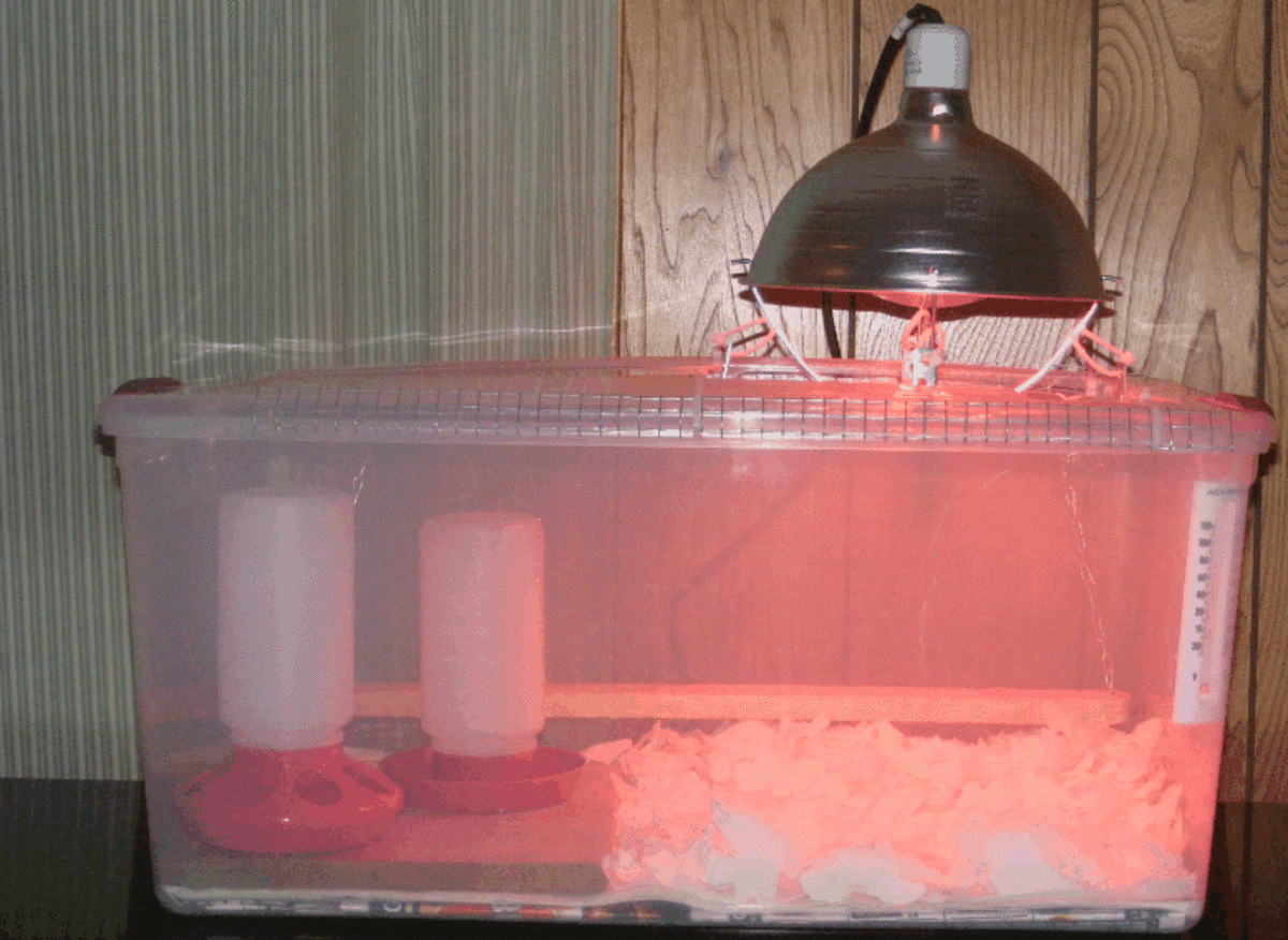 How to Build a Chick Brooder and Raise Happy Chicks