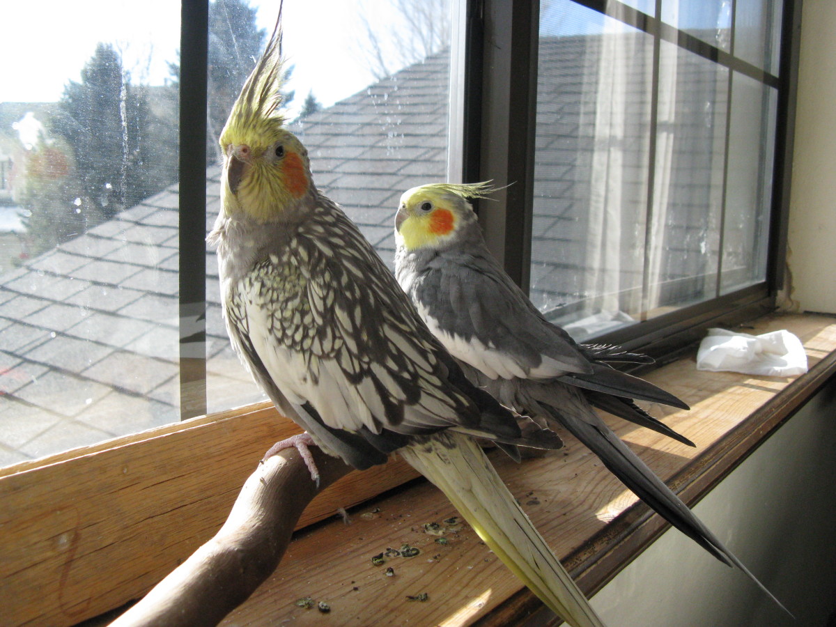 Everything You Want To Know About Cockatiels As Pets Pethelpful