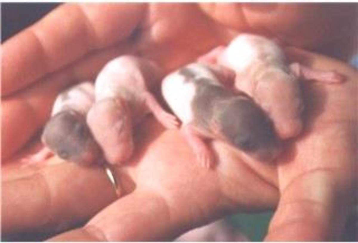 7 days old. Their eyes are still closed.