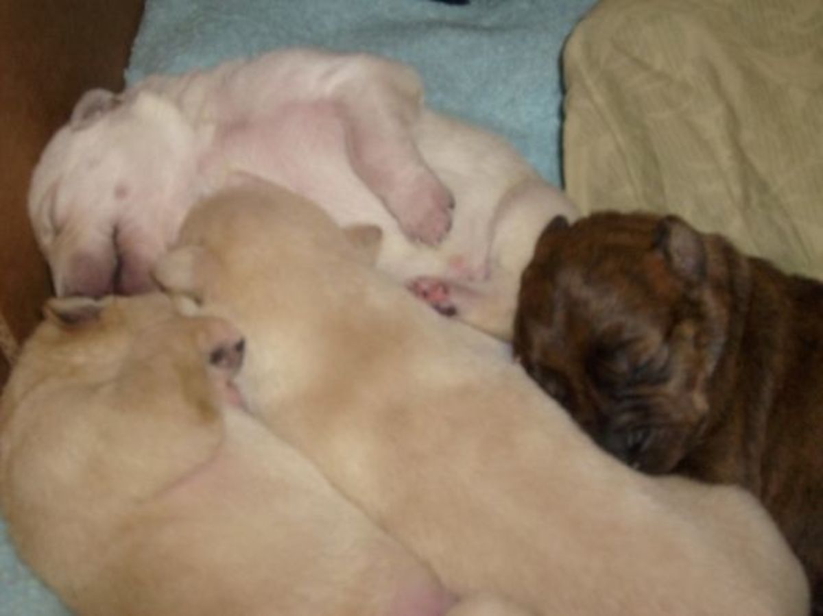 when can you take pitbull puppies away from mom? 2