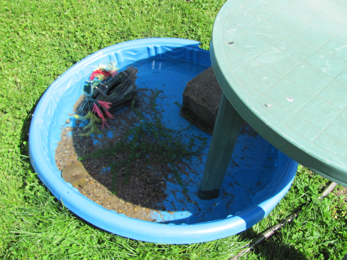 How To Setup An Outdoor Turtle Pool Pethelpful By Fellow Animal Lovers And Experts