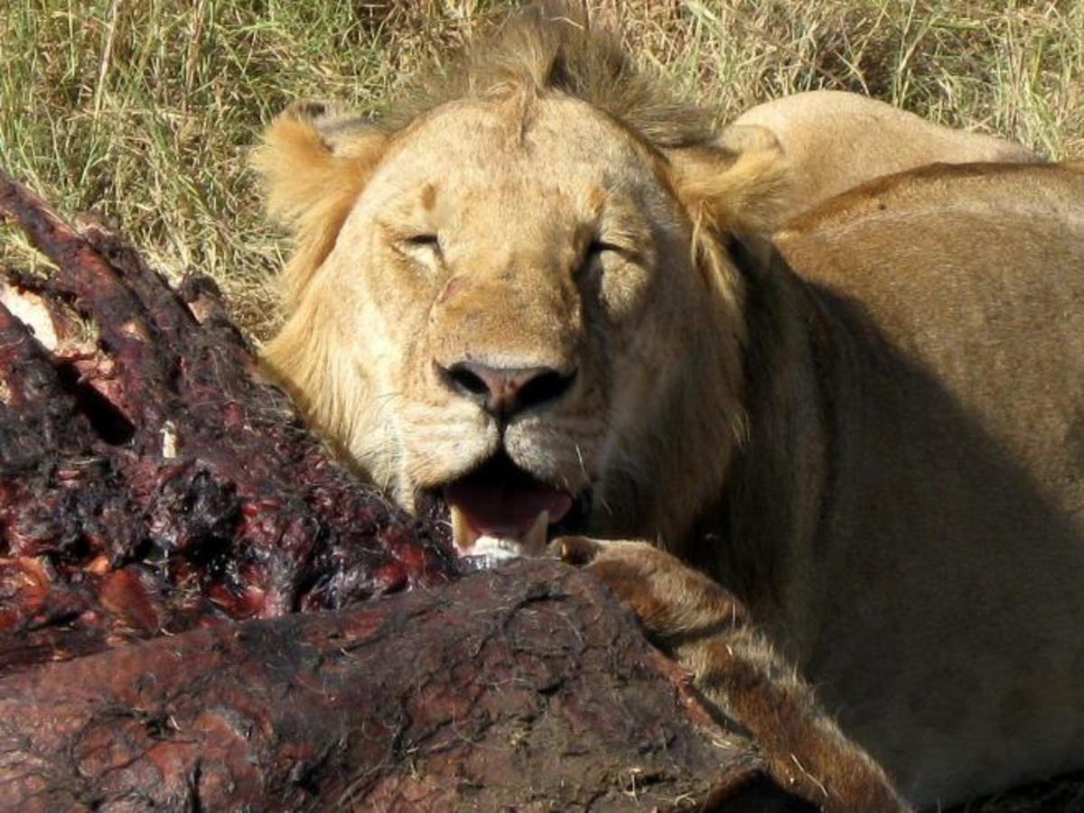 Lions need raw meat, not live prey. 