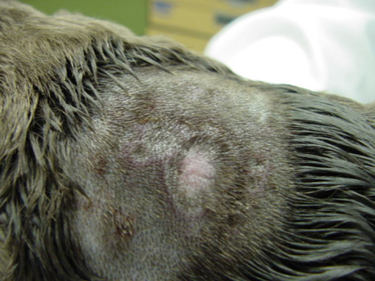 Dog with irritated skin and loss of fur due to chemical reaction.