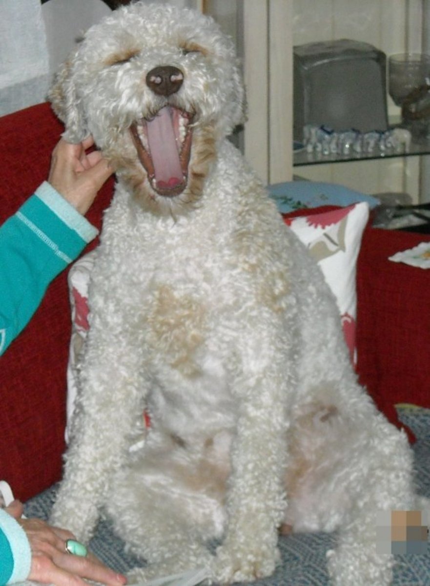 living-with-a-lagotto-romagnolo
