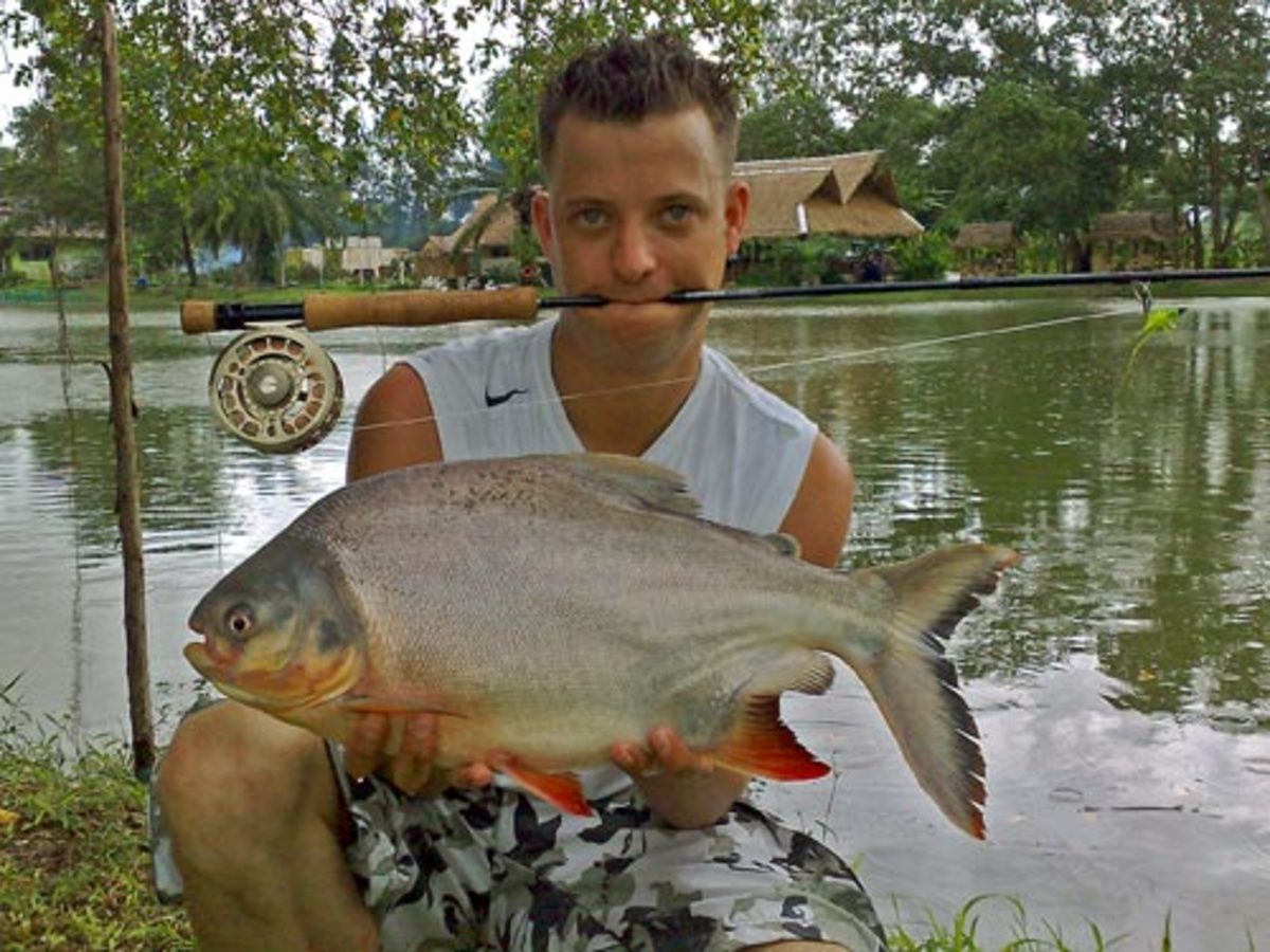 Wild Red Belly Pacu