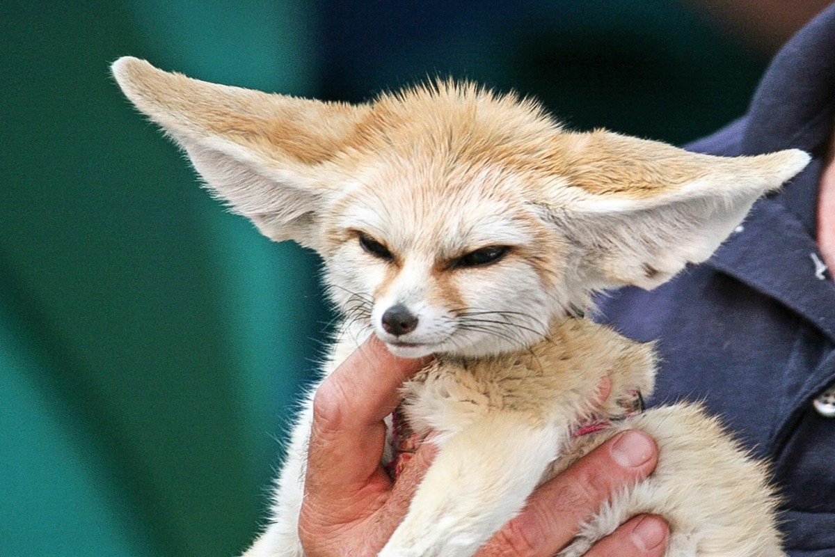 A ten-month-old fennec fox who is being trained for the film industry