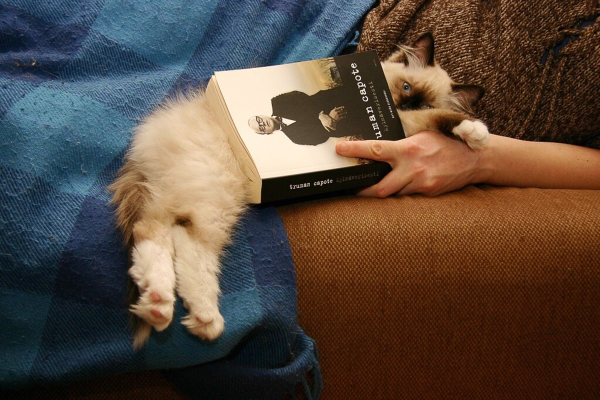 A ragdoll kitten being used as a bookmark