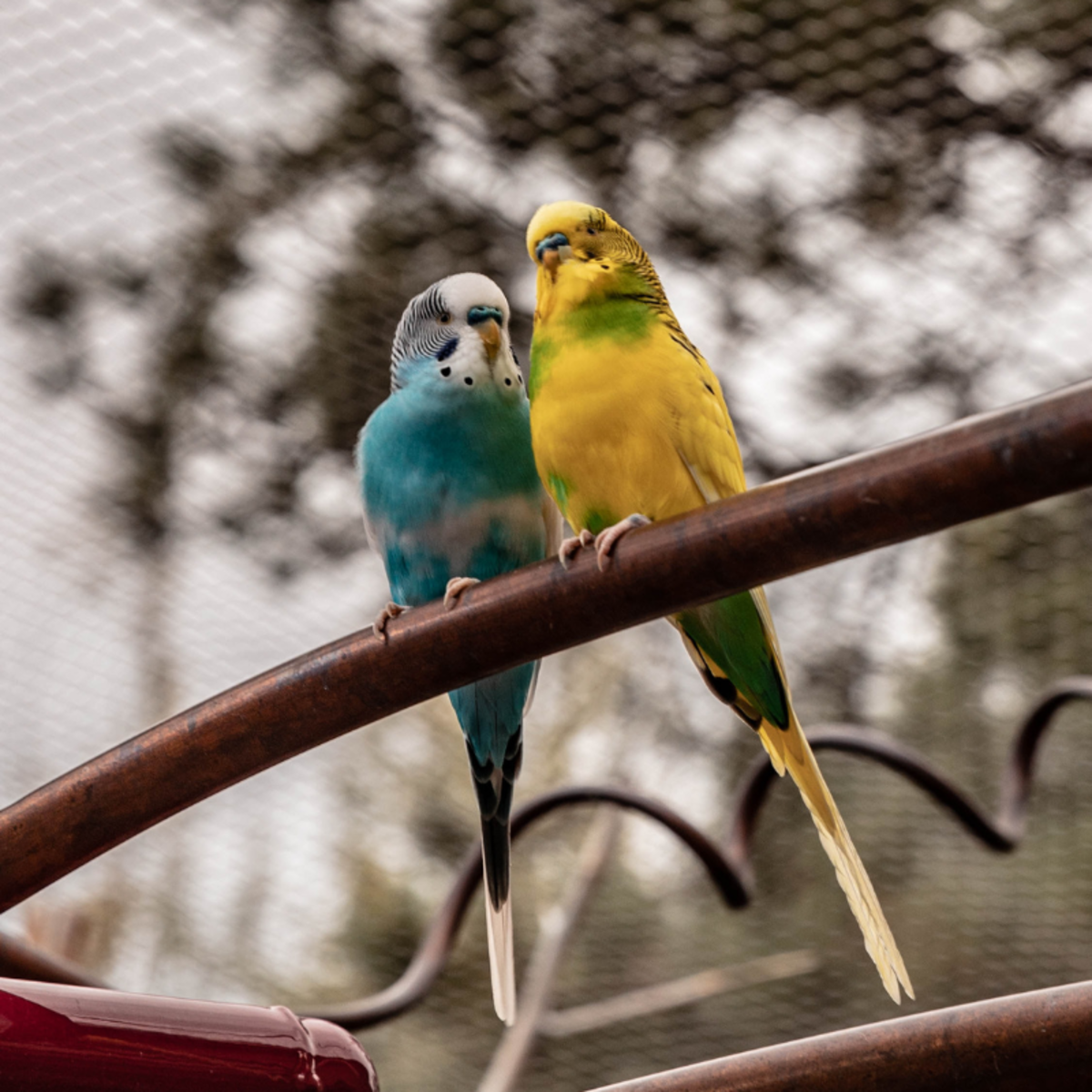 peanuts for budgies