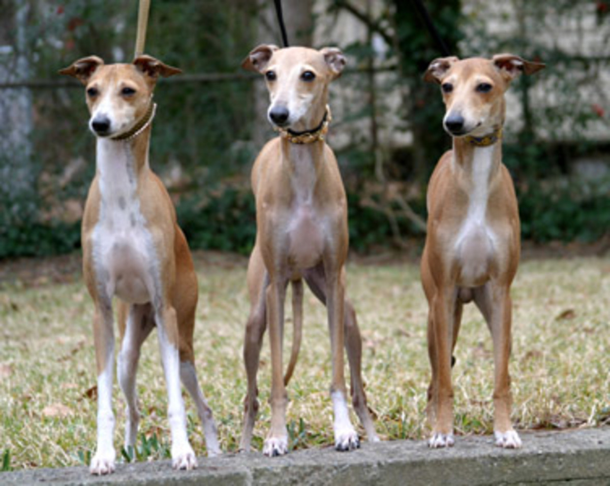 Gentle and sensitive by nature, Italian Greyhounds are perfect for most families. 