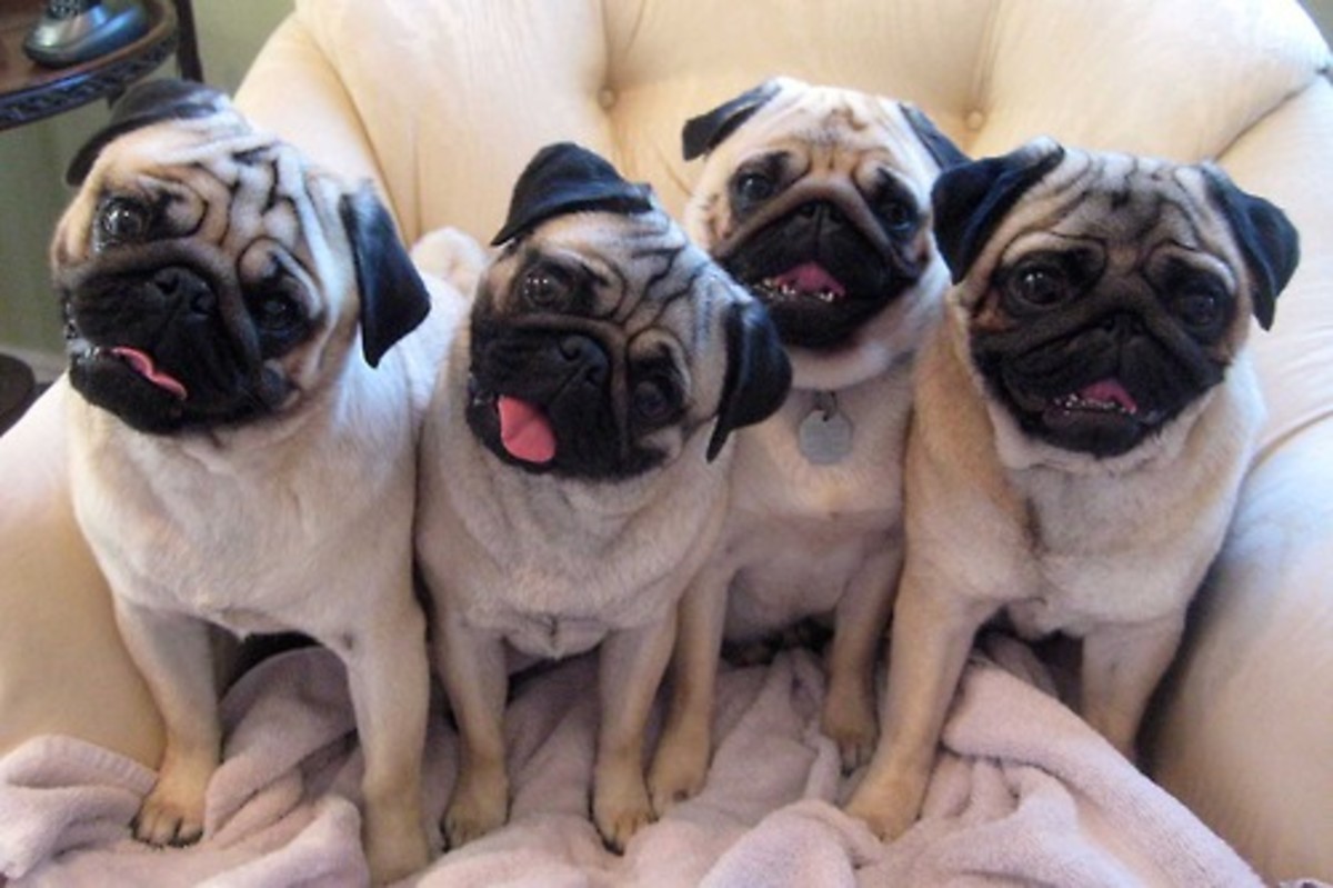 Perpetually cheerful, pugs are playful, loving, and affectionate. 