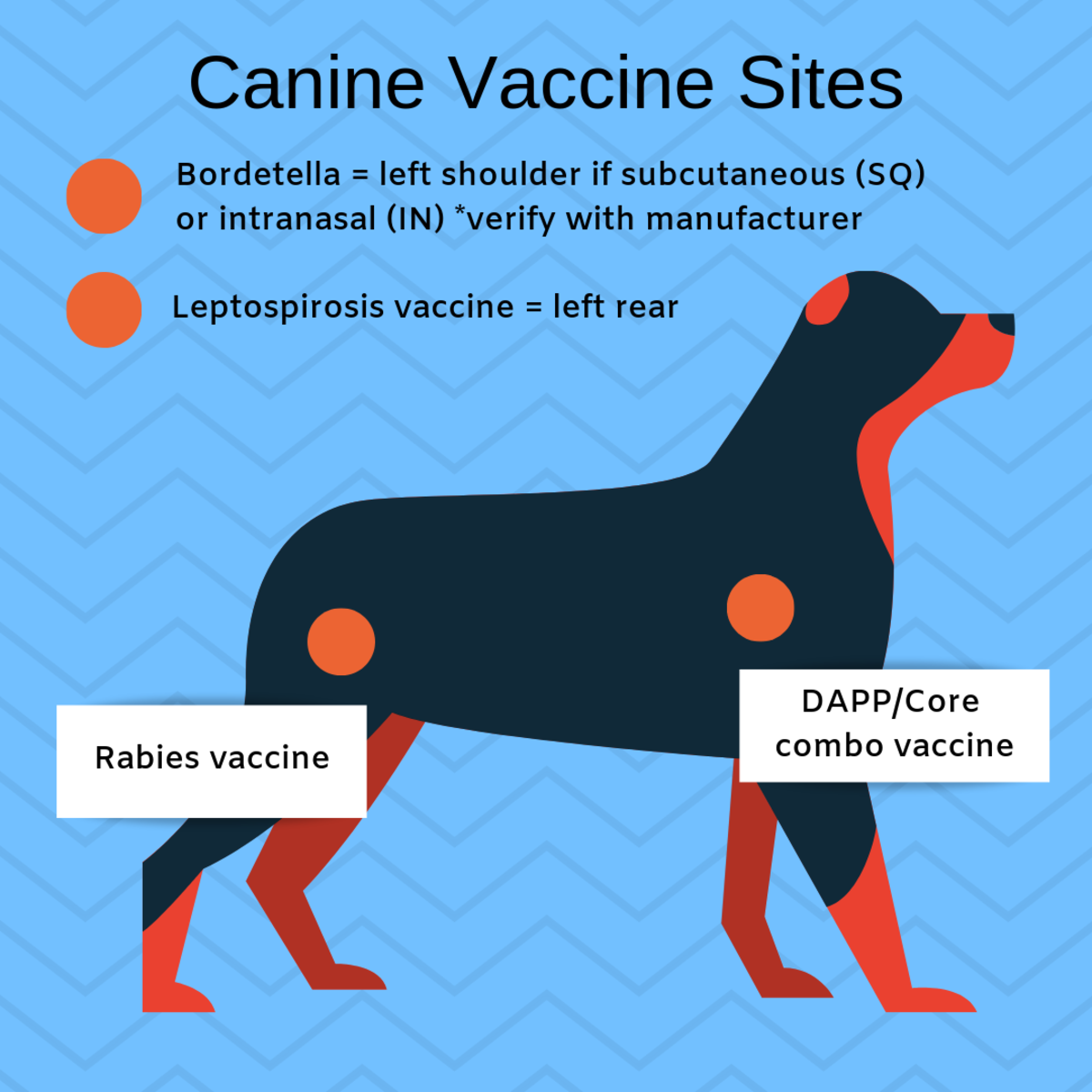 Vaccine administration sites on dogs.