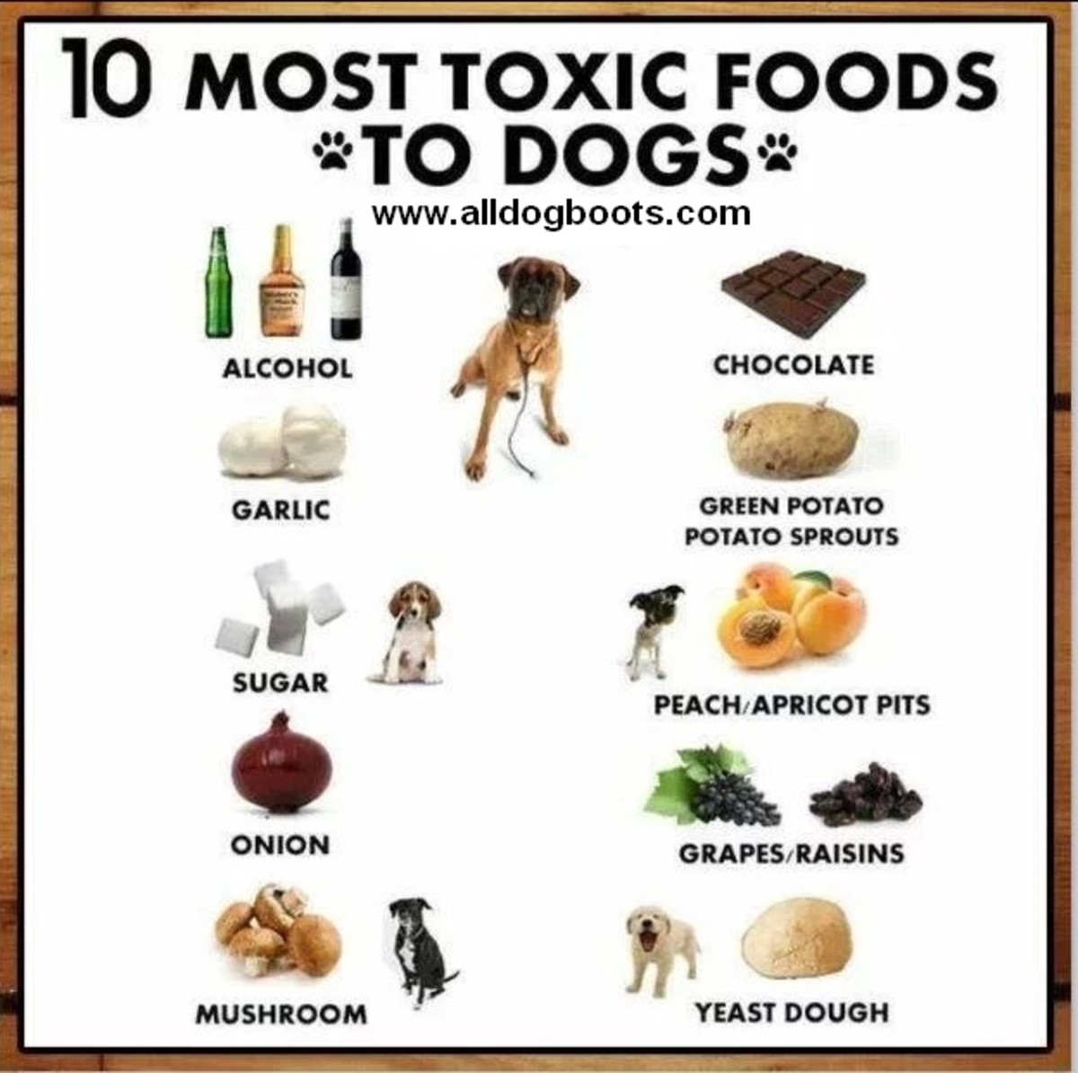 Keep your dog away from these 10 toxic foods. 