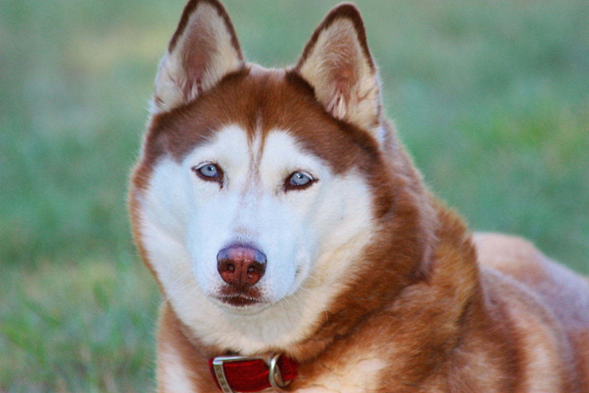 Facts About the Siberian Husky: An Excellent Dog Breed - PetHelpful