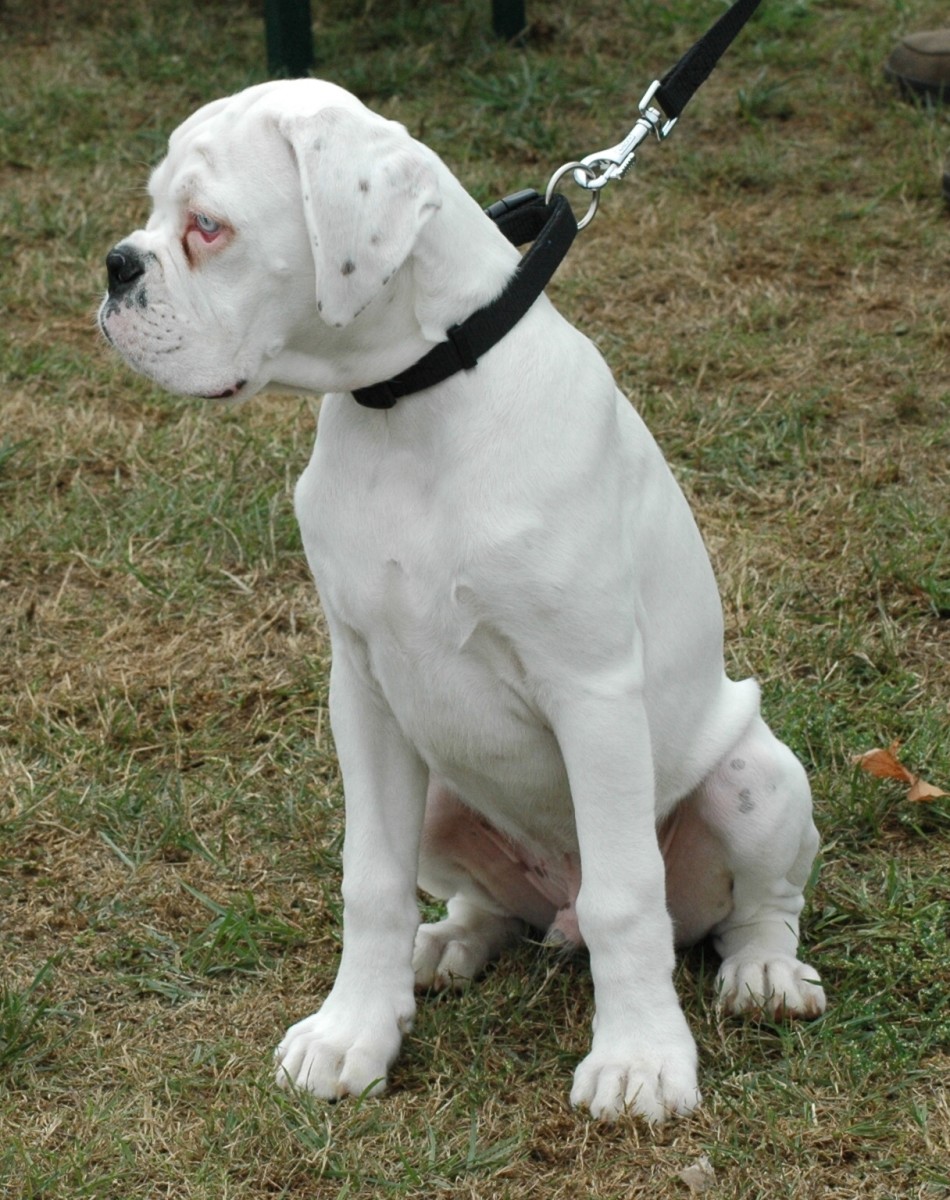 A young adult white boxer. This is a picture of a supposed wrong colored "white" German boxer from a German registered breeder.