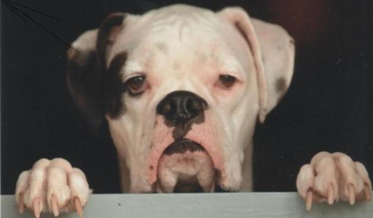 Adult Male White Boxer Dog