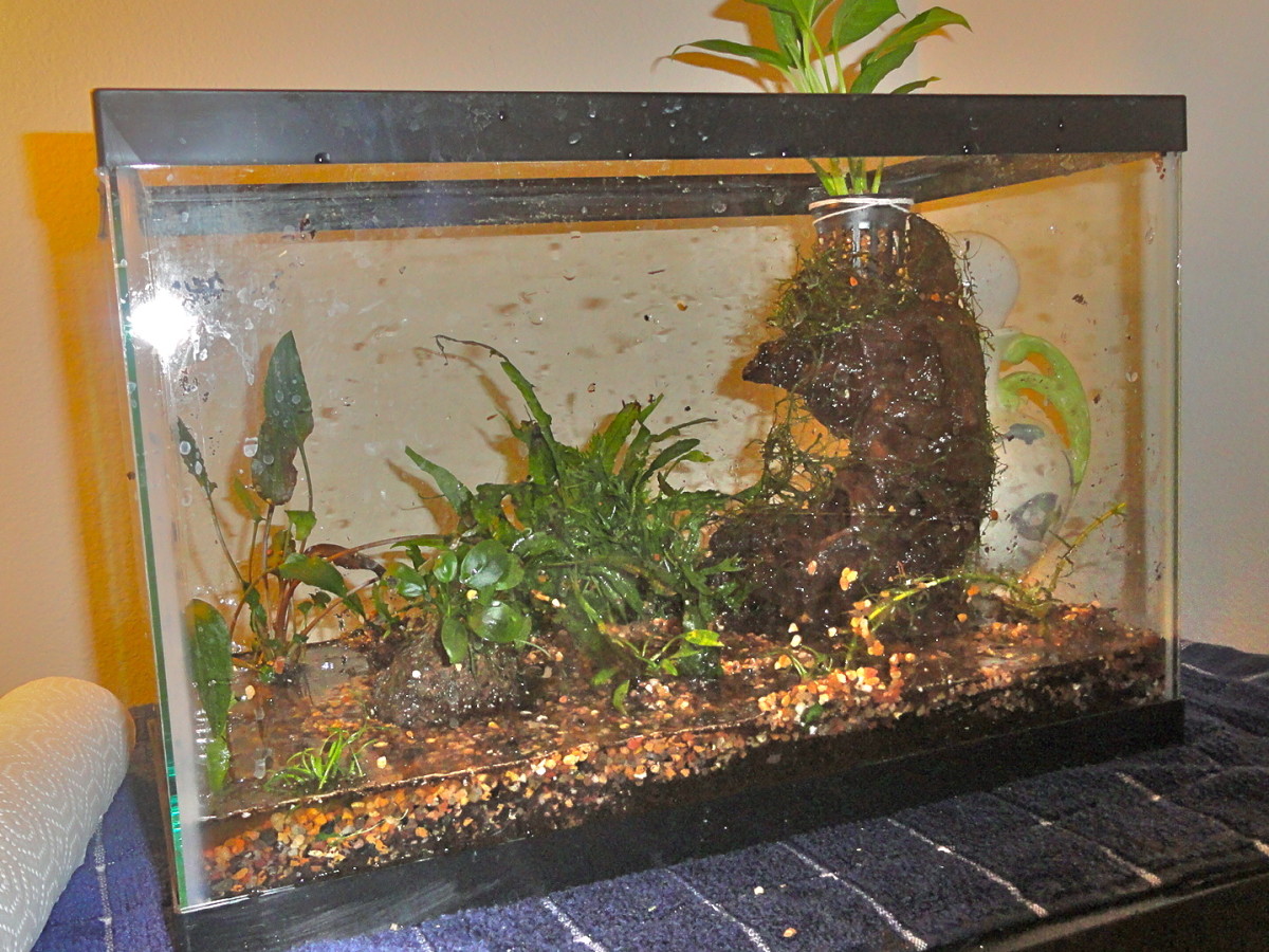 how-to-walstad-tank