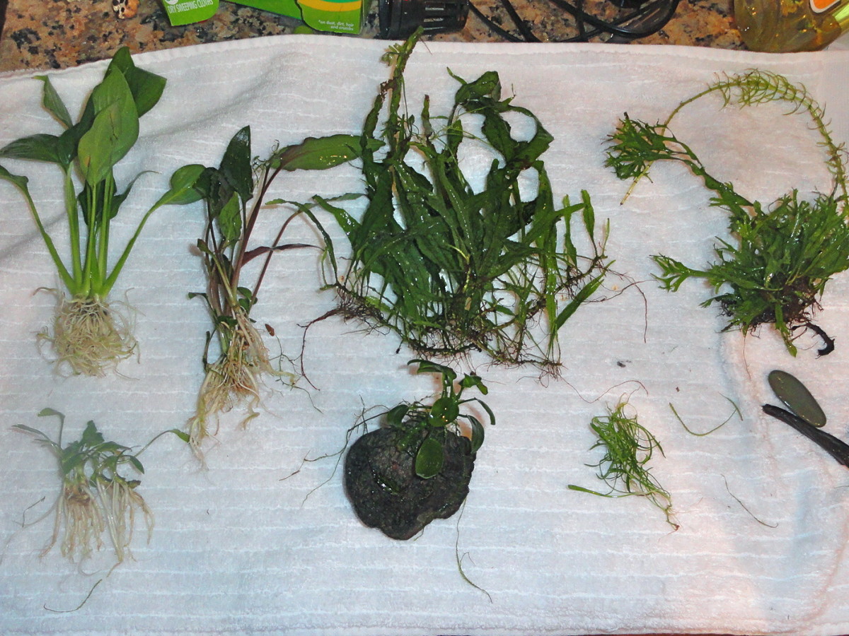 Top: Peace Lilly, Crypts (undulata), Java Fern, Lace Java Fern, Anacharis Stem Bottom: Unknown, Anubias (Nana), Micro Sword
