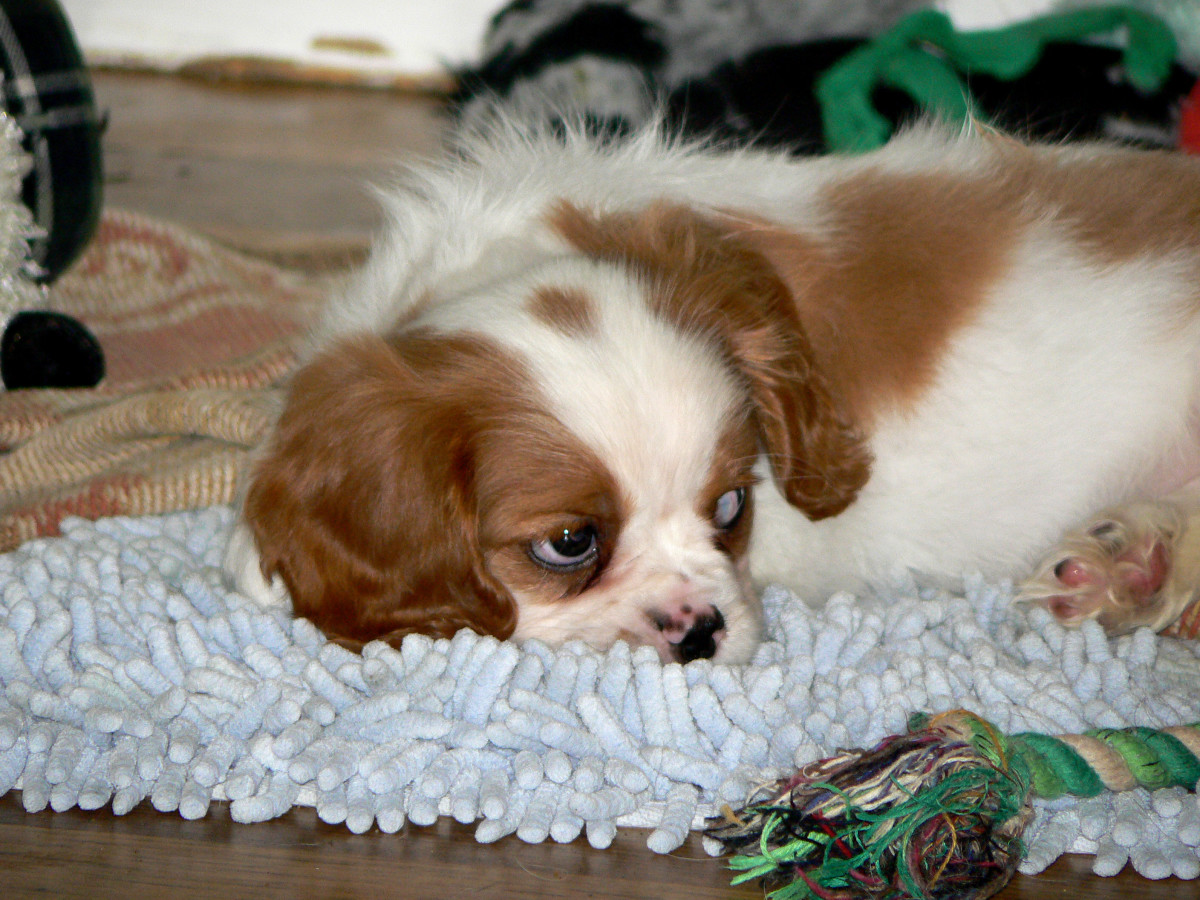 Blenheim Cavalier puppy