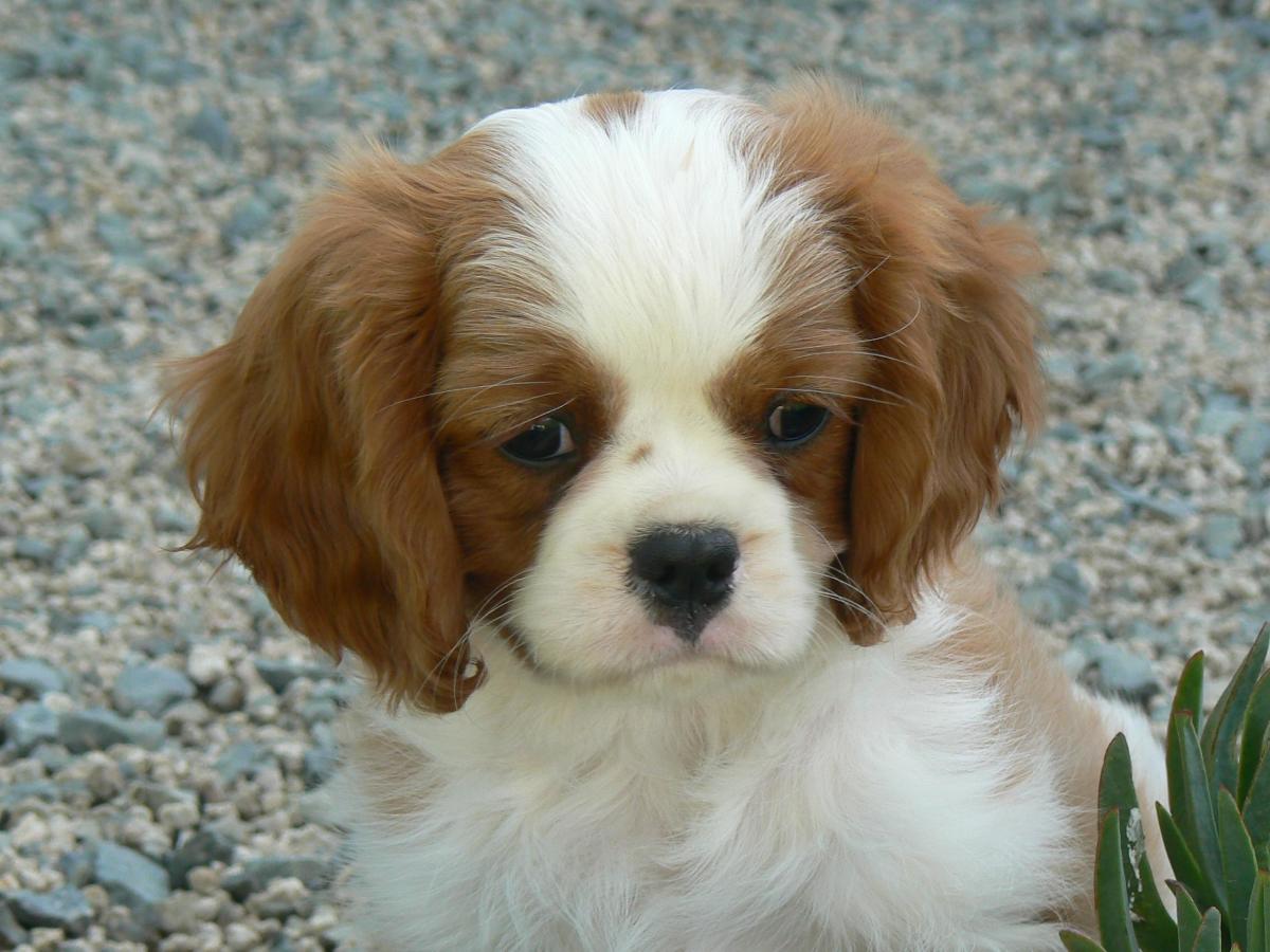 Blenheim Cavalier Puppy