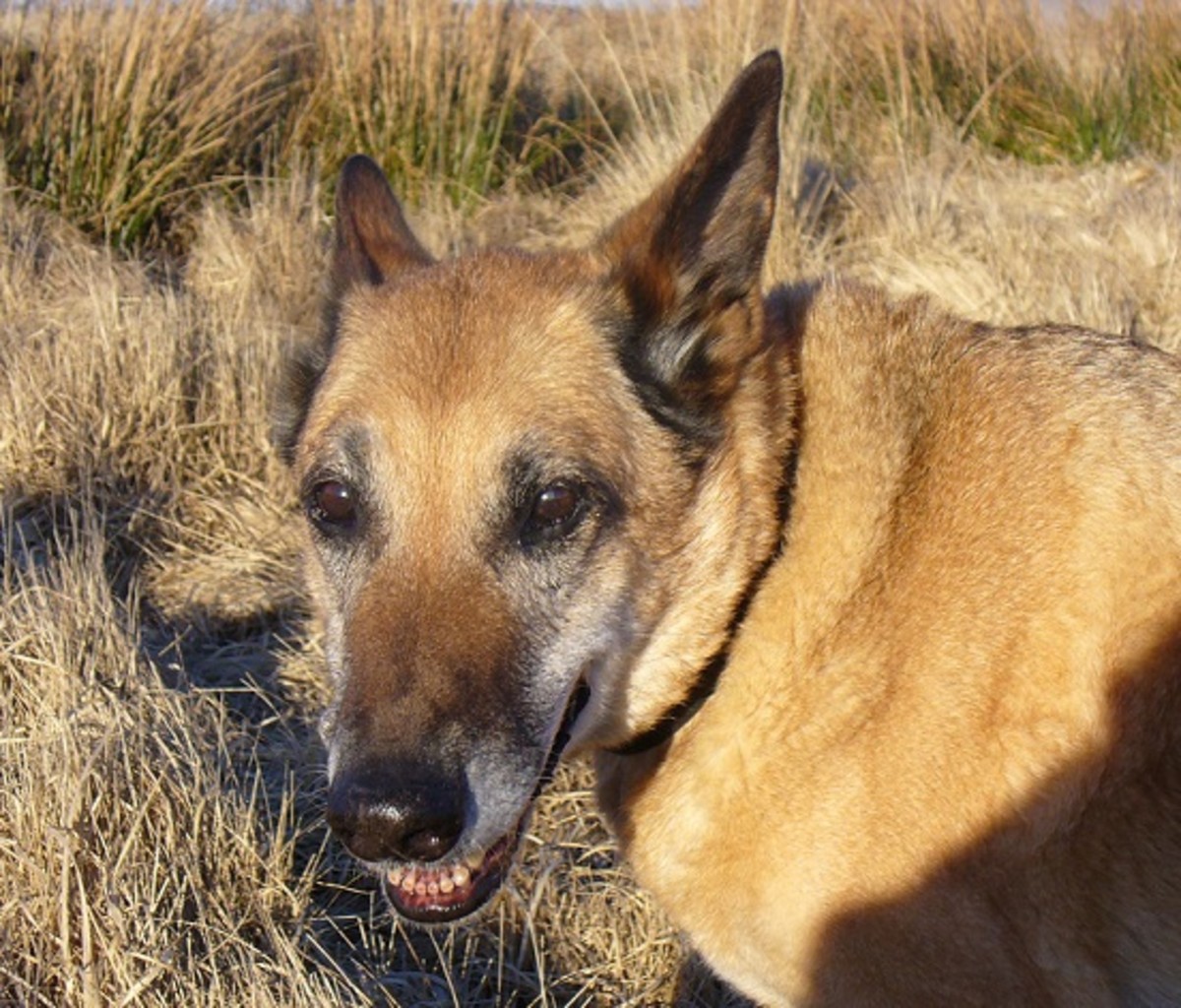 Nettle, a German Shepherd cross, whom I adopted from the RSPCA when he was six months old. We are still enjoying each other's company  over 15 years later.