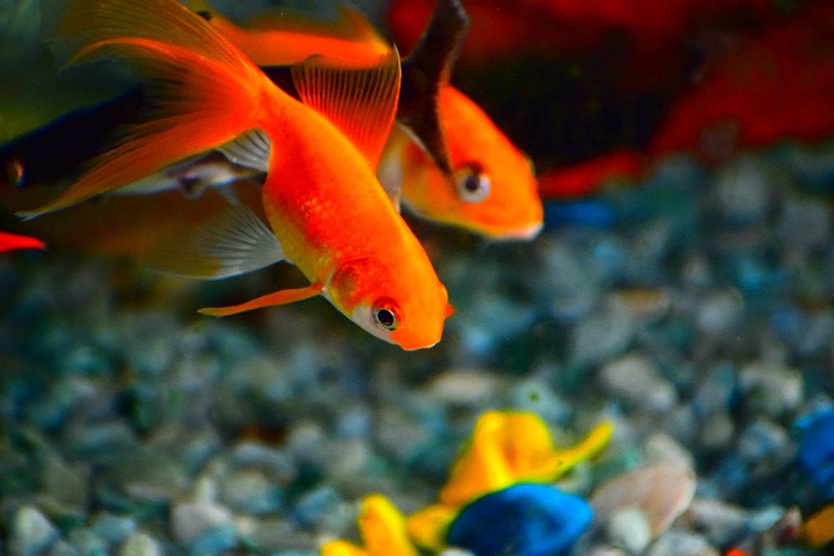 Environmental enrichment keeps your fish happy and stimulated.