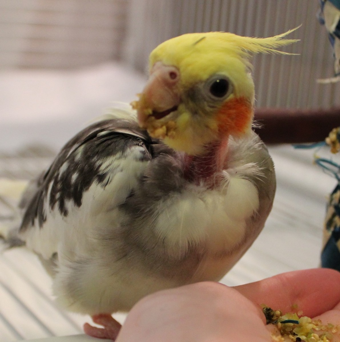 Buzzy, the author's rescue cockatiel, enjoying a dinner of pureed vegetables and cooked grains.
