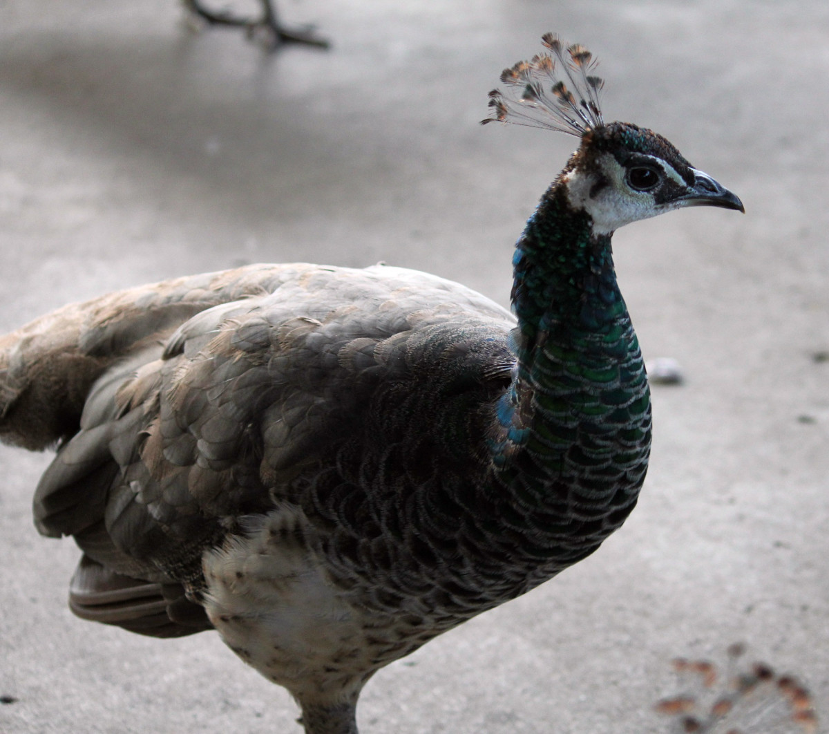 A peahen (she didn't get any fries from me either).