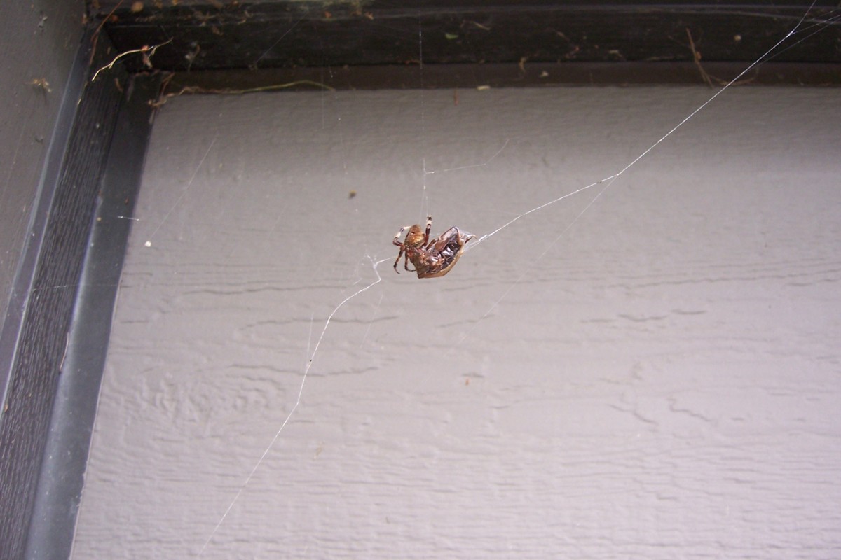 Spider Outside with Canned Cricket