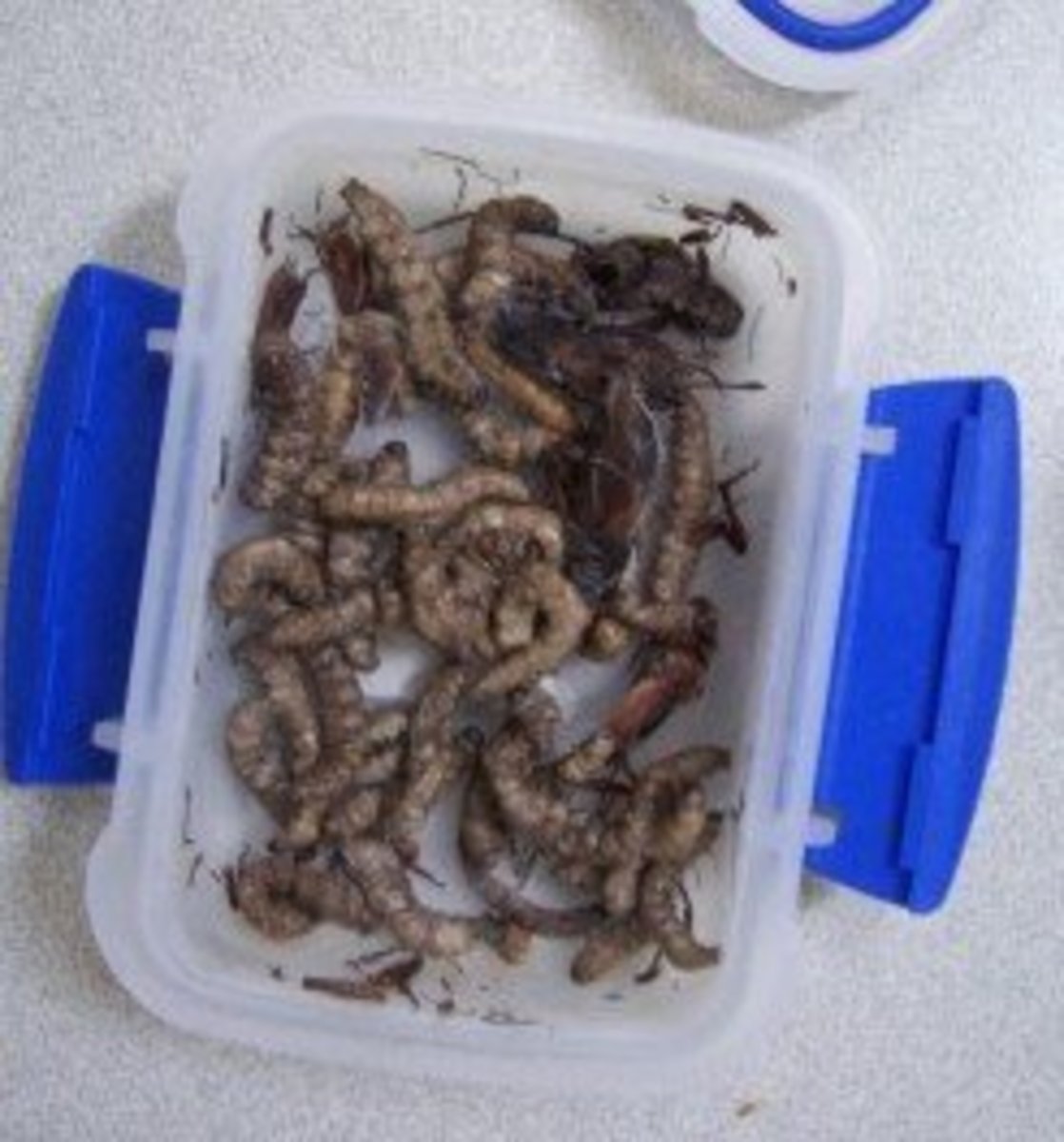 How I store canned insects in the freezer 