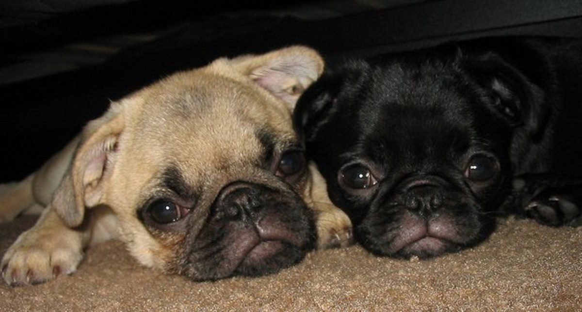 Pugs are generally very quiet dogs.