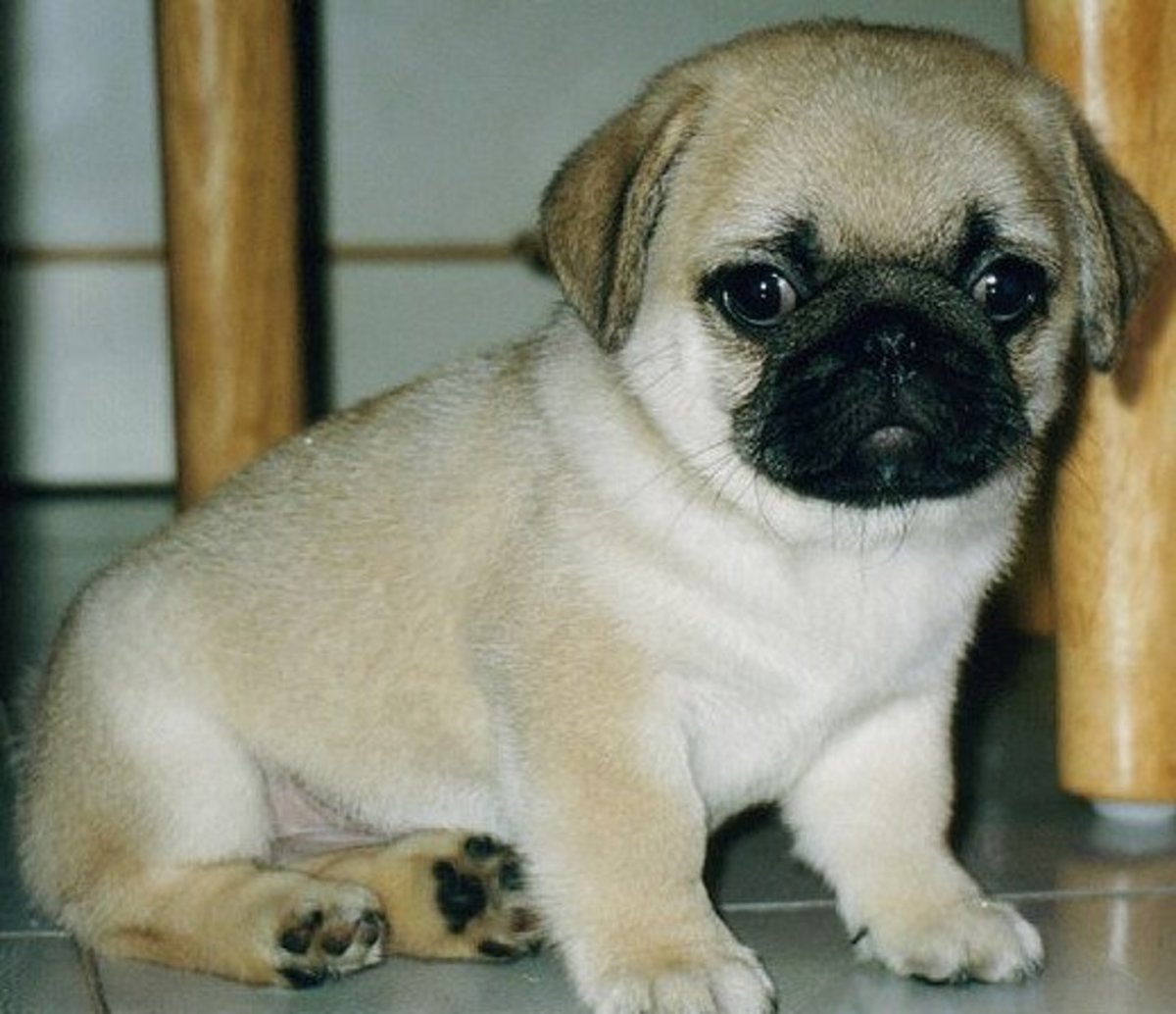 Are Pugs Good Dogs For A Family