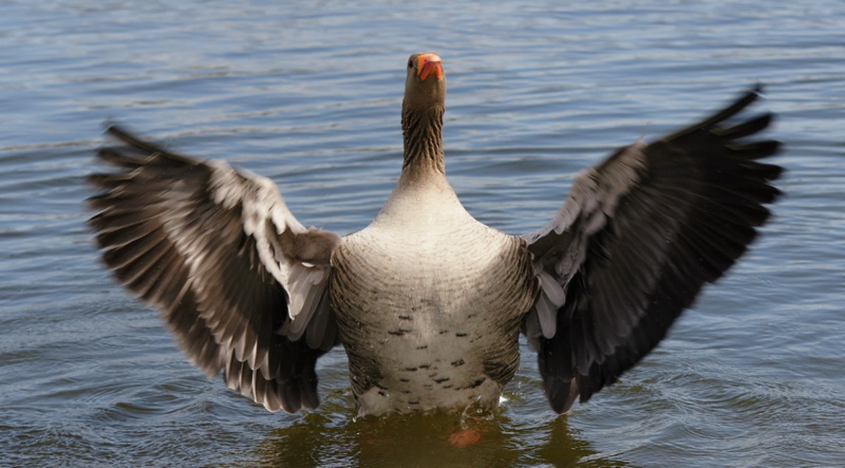 Aggressive goose