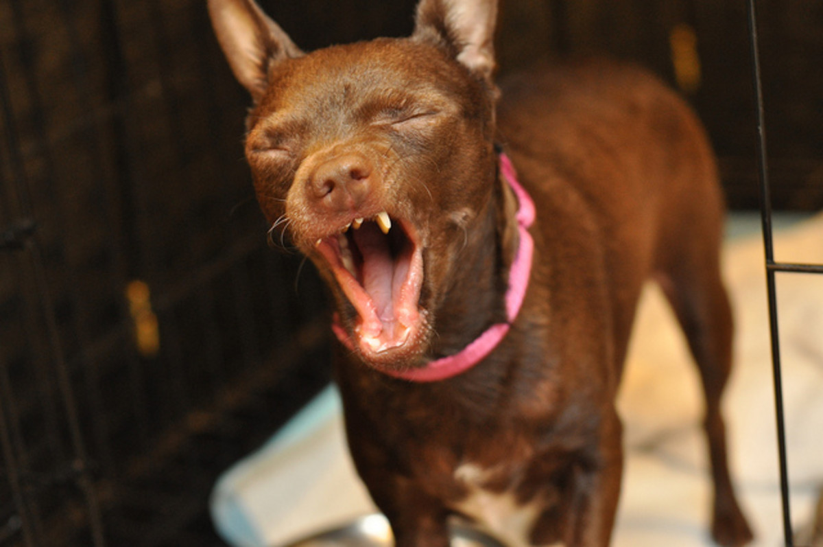 Chihuahuas are prevalent in shelters.