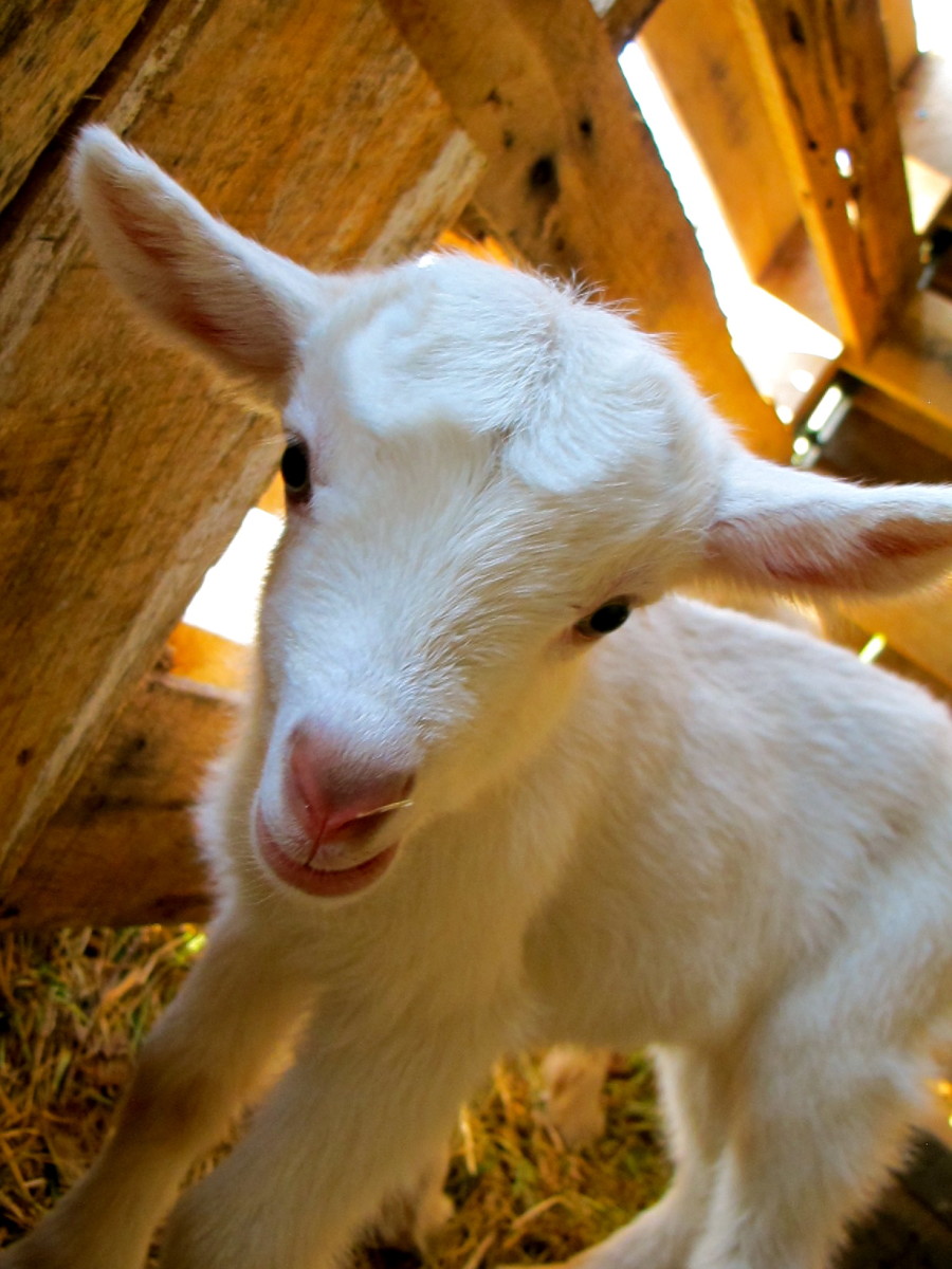 raising-goats-breeding-and-kidding