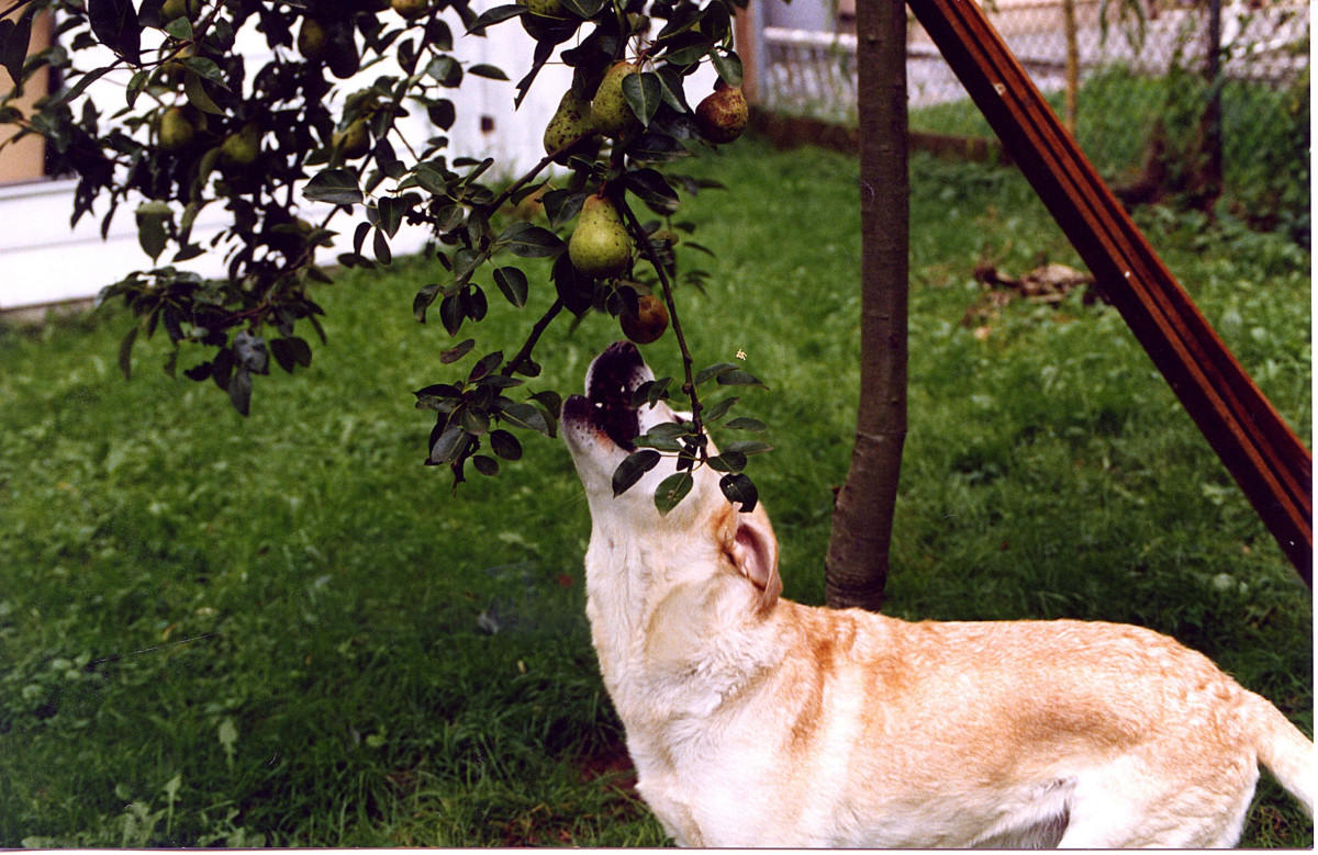 Bess was my yellow Lab. Here she is trying to pick a pear.