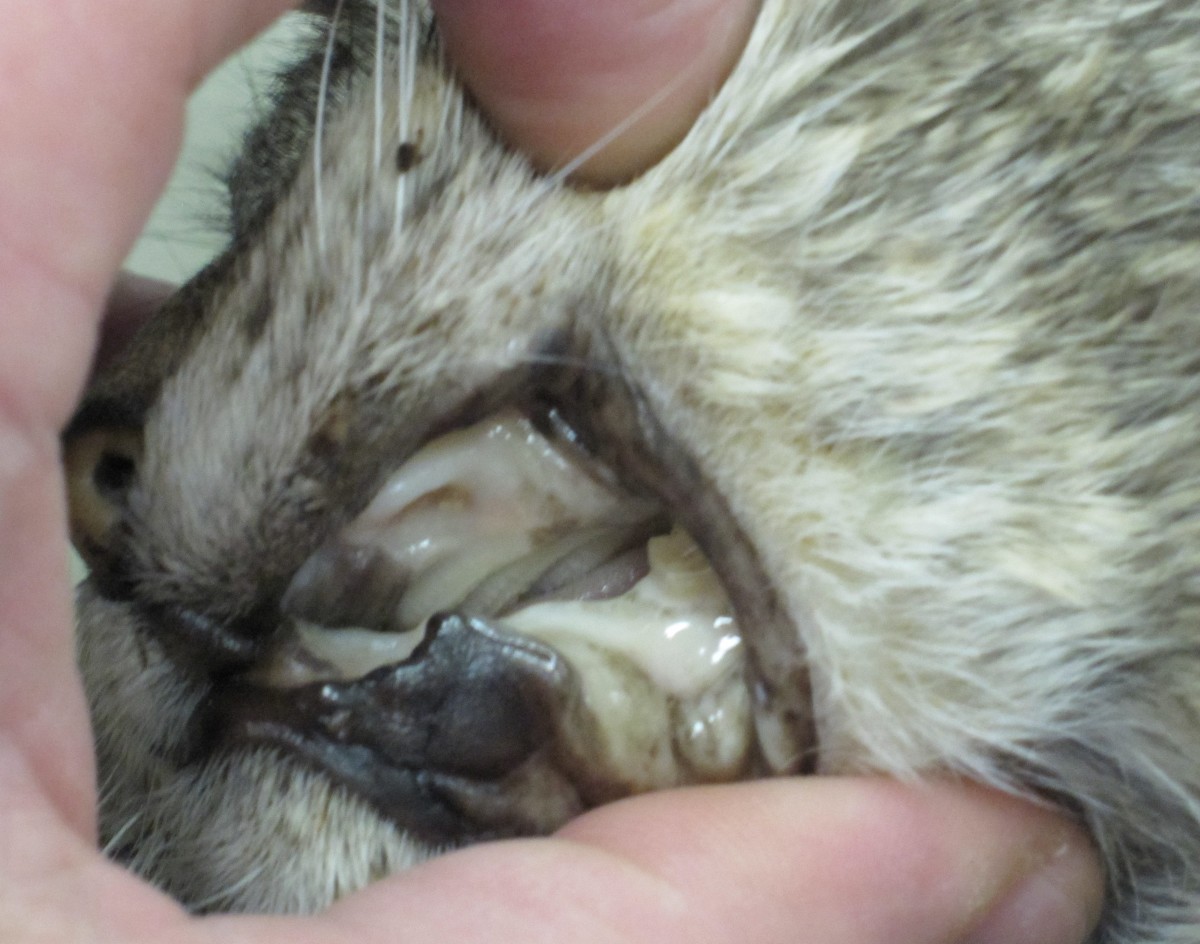 Pale gums are a common symptom of feline leukemia virus. 