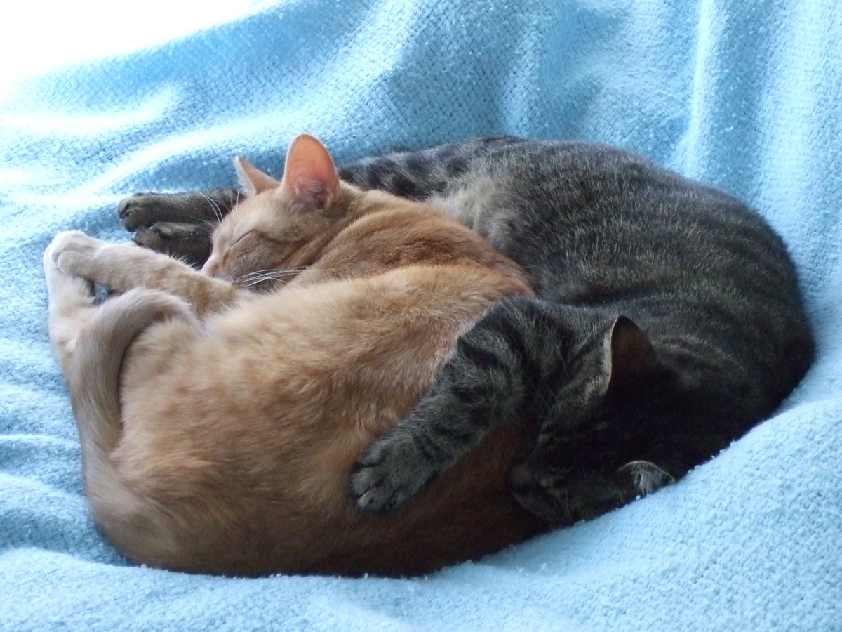 Cats Not Getting Along? Tips to Get Them to Stop Fighting Each Other