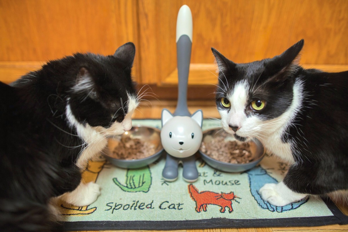 Cats are territorial, and the placement of their food bowls (in a multiple cat household) could reduce or aggravate conflict.