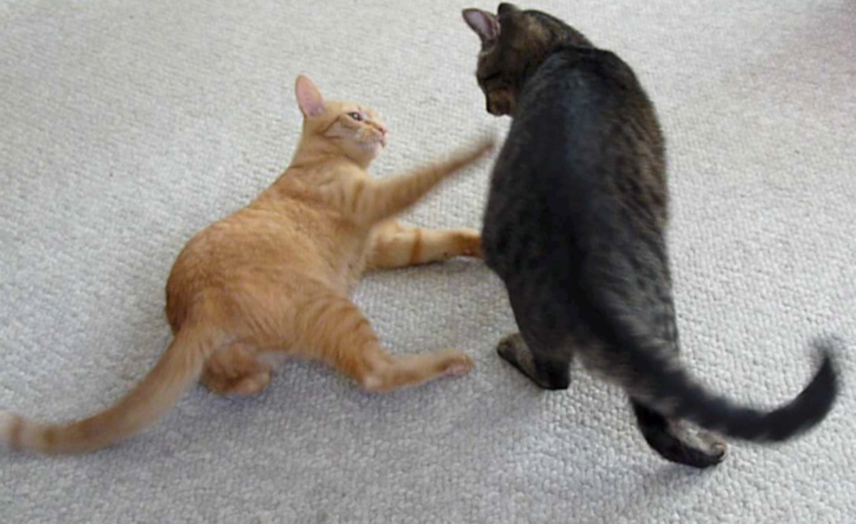 Cats Not Getting Along? Tips to Get Them to Stop Fighting Each Other