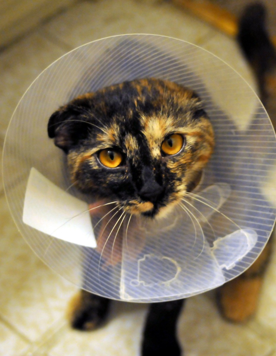 This cat has been fitted with a protective cone, likely to prevent it from accessing a wound that is healing.
