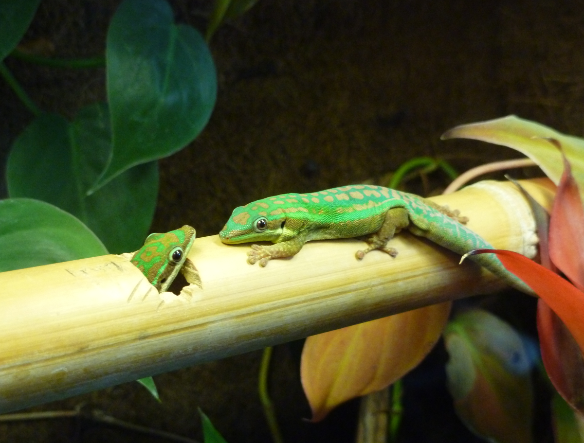 4-different-types-of-geckos-that-make-great-pets-pethelpful