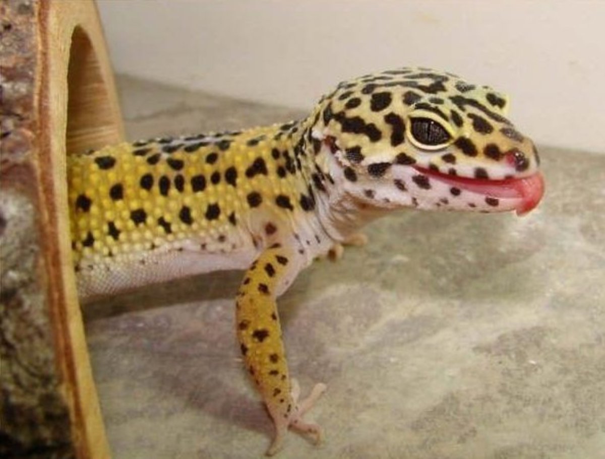 How to Choose the Right Gecko for a Pet
