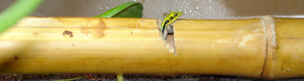 Baby neon day gecko peeking out of bamboo