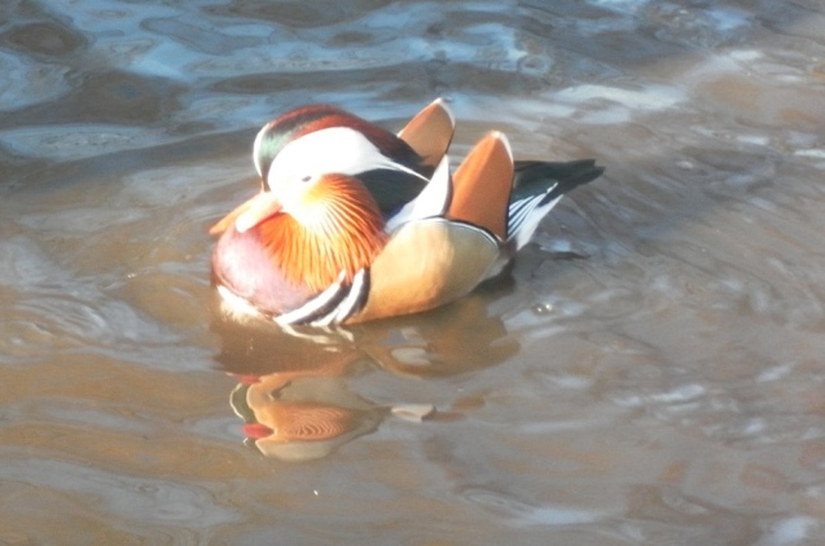 A Guide to the Best Ducks to Keep as Pets PetHelpful