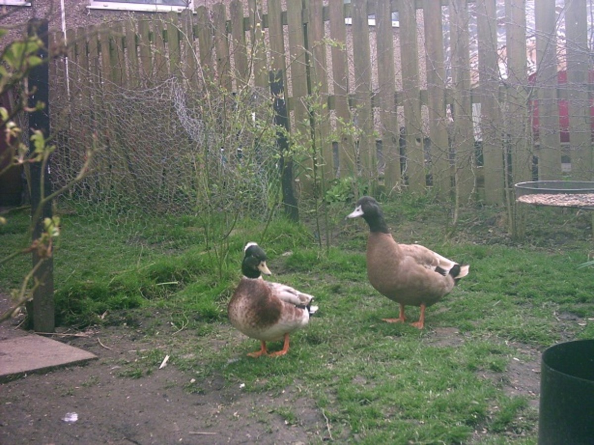 Male pet ducks